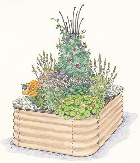 Illustration of raised bed Pollinator Garden Plans, Pollinator Garden Design, Garden Planning Layout, Small Vegetable Gardens, Vegetable Garden Planning, Fall Garden Vegetables, Planting Plan, Overwintering, Garden Drawing