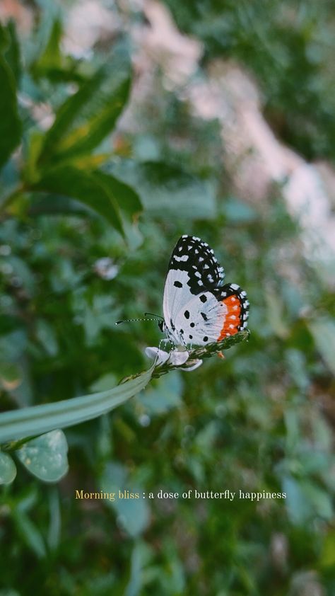 Butterfly Instagram Story, Butterfly Captions Instagram, Butterfly Aesthetic Quotes, Butterfly Snap, Photography Captions, Father Love Quotes, Nature Photography Quotes, Easy Photography Ideas, Aesthetic Captions