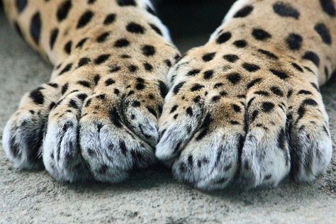 Big Paws; Who's They Are, Really Can't Say. Possibly the Leopard's or Cheetah's. Paws And Claws, Cheetahs, African Safari, Leopards, Cat Paws, Animal Planet, Animals Friends, Big Cats, Beautiful Creatures