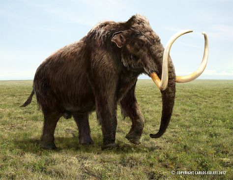 Buffalo Animal, Woolly Mammoth, Prehistoric Wildlife, Prehistoric World, Wooly Mammoth, Ancient Animals, Paleo Art, Extinct Animals, Prehistoric Creatures