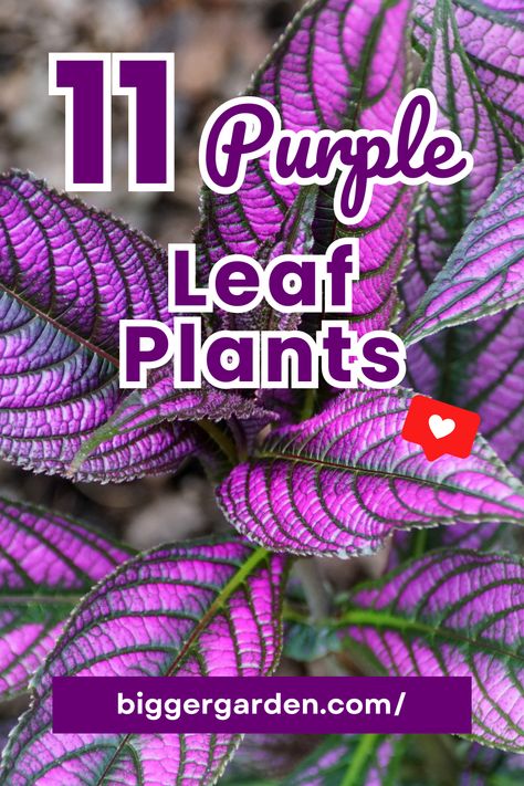 Purple Outdoor Plants, Purple Plants Indoor, Purple House Plants, Purple Leaf Plants, Perennial Garden Design, Potted Plants Patio, Perennial Garden Plans, Purple Flowering Plants, Purple Shamrock