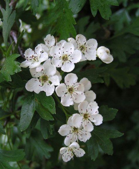 Hawthorne Flower, Cream Tattoo, May Birth Flowers, Hawthorn Tree, Hedging Plants, Flower Guide, Language Of Flowers, Beltane, Month Flowers