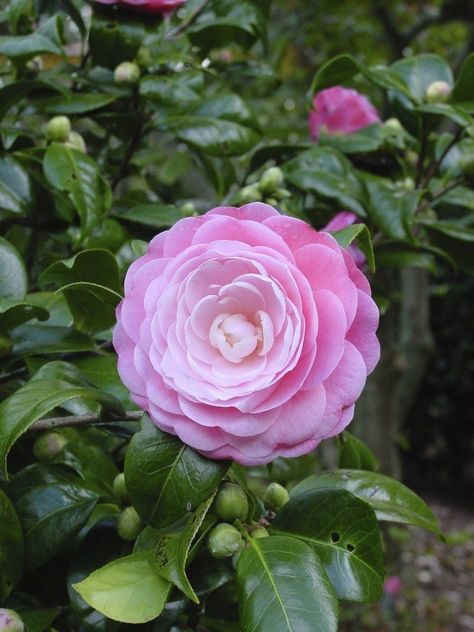 Small Evergreen Shrubs, Camelia Flower, Camellia Plant, Tall Shrubs, Perennial Shrubs, Winter Plants, Garden Shrubs, Plant Information, Camellia Flower