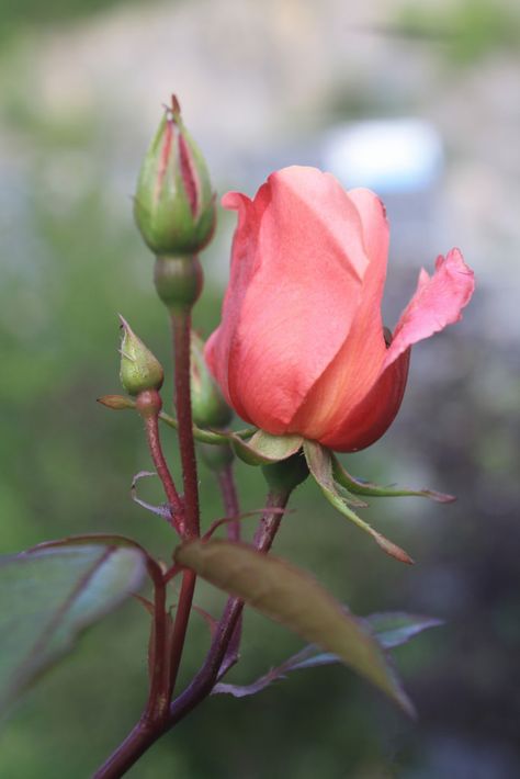 Rose is Rose Rose Buds Drawing, Beautiful Pink Roses, Flower Iphone Wallpaper, Landscape Photography Nature, Rose Bud, Watercolor Flowers Paintings, Beautiful Rose Flowers, Rose Painting, Flower Bud