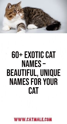 60+ Exotic Cat Names – Beautiful, Unique Names for Your Cat Cute Cat Names Female Unique, Unique Cat Names Aesthetic, Names For Cats Unique, Male Cat Names Unique List, Rare Cat Names, Cat Names Girl Unique, Cats Names Ideas, Female Cat Names Unique, Male Cat Names Unique