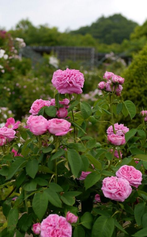 beautiful nature Garden Design Layout Landscaping, Heritage Rose, Heirloom Roses, Damask Rose, Rose A, Creative Gardening, Old Rose, Beautiful Rose Flowers, Garden Roses