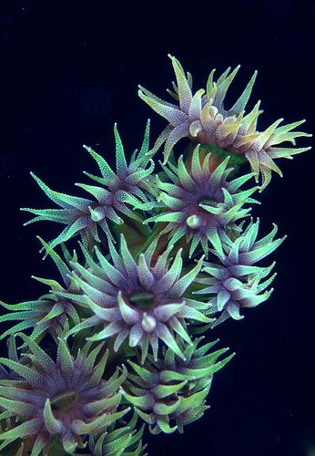 Green hard coral Fiji by randapex, via Flickr - Focus On the Positive: The Marine & Oceanic Sustainability Foundation www.mosfoundation.org Hard Coral, Cnidaria, Life Under The Sea, Sea Plants, Beneath The Sea, Saltwater Tank, Life Aquatic, Beautiful Sea Creatures, Kunst Inspiration