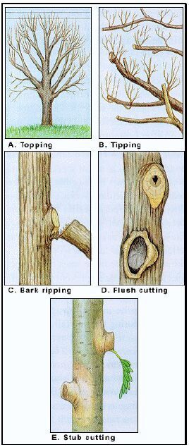 Harmful Pruning Cuts Trimming Trees Branches, Arborist Climbing, Pruning Trees, Graphic Tutorial, October Gemstone, Pruning Fruit Trees, Tree Stem, Plant Structure, Pencil Drawings Of Flowers