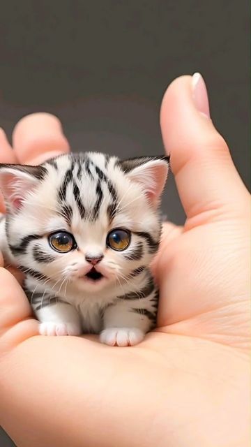 Kitty Tattoos, Super Cute Kittens, Beautiful Kittens, Cute Small Animals, Kitten Love, Funny Cats And Dogs, Cute Kitten, Baby Kittens, Funny Cute Cats