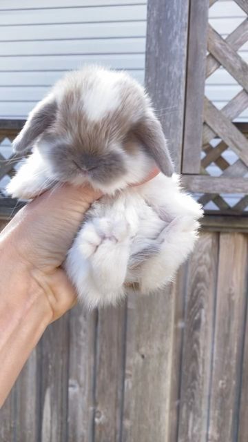 The Langley Loppery on Instagram: "Perfection 💖 Holland Lop bunny @ 3 weeks old. #hollandlopbunnies #bunniesofig #hollandlopsofinstagram #hollandlopbreeder #bunnybreeder #rabbitlove #rabbitsofinstagram #photography #photooftheday #photoshoot #bunnylove #cutenessoverload #petsofinstagram #petstagram #petbunnies #langleybc #langleytownship #vancouverbc #thelangleyloppery" Harlequin Holland Lop Bunnies, Grey Holland Lop Bunny, French Lop Bunny, Bunny Holland Lop, Mini Lop Bunny, American Fuzzy Lop, Holland Lop Bunny, Holland Lop Rabbit, Mini Lop Bunnies