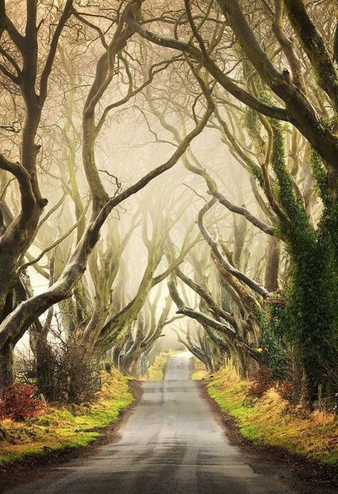 The Dark Hedges, Dark Hedges, Landscape Photography Tips, Black And White Landscape, Black And White Photograph, Urban Landscape, Hedges, White Photography, Black And White Photography