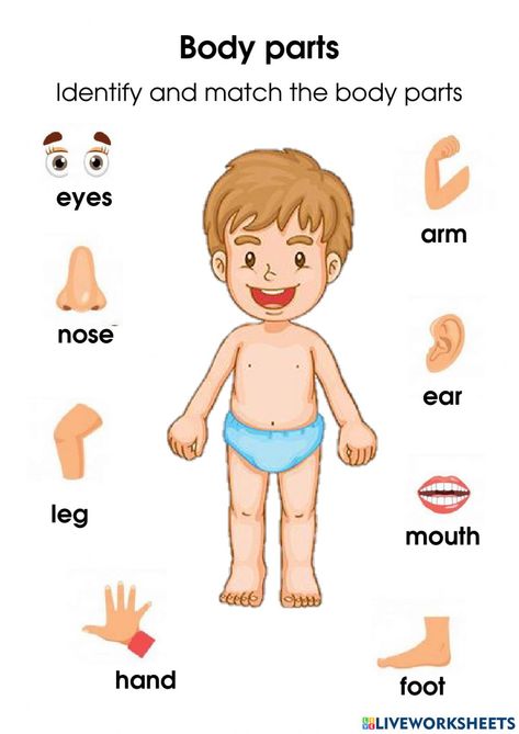 Body Parts Worksheet, Worksheet For Nursery Class, Body Parts Preschool Activities, Body Parts For Kids, Human Body Worksheets, Body Preschool, Body Parts Preschool, Materi Bahasa Inggris, Kindergarten Phonics Worksheets