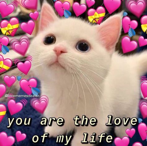 I Love You Cat, Cute Compliments, Love You Meme, Cute Love Memes, Crush Memes, Funny True Quotes, Cute Cat Gif, Cute Memes, Wholesome Memes