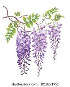 Wisteria Watercolor, Wisteria Painting, Vine Drawing, Wisteria Vine, Wisteria Flower, Wisteria Flowers, Traditional Japanese Art, Watercolor Flower Art, 수채화 그림