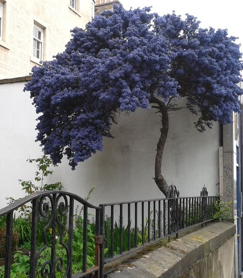 My favorite blue tree | Daylight, cloudy day | Clayart | Flickr Tree With Blue Flowers, California Trees, Beautiful Gardens Landscape, California Lilac, Flower Trees, Personal Garden, Tree Limbs, Lilac Tree, Backyard Plants