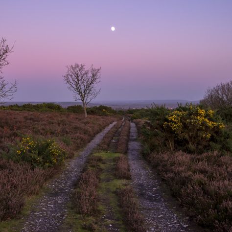 Shrubland Landscape, Heathland Landscape, Cold Summer Aesthetic, Cold Day Aesthetic, Cold Sunset, Dusk Aesthetic, Shore Landscape, Walk Photography, Dusk Landscape