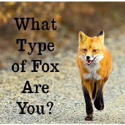 You are a..... Red Fox | What Type Of Fox are you? - Quiz Fox Breeds, Fox Drawing Easy, Fox Memes, Fox Facts, Fox Quotes, Red Fox Art, Fox Species, Cute Fox Drawing, Swift Fox