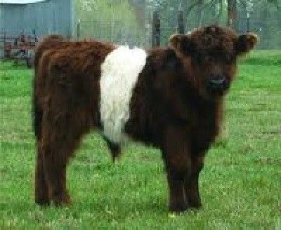 Learn all about miniature cattle breeds for your small homesteading farm. This easy-to-follow guide will help you choose the perfect breed. If you have a small farm, you want to maximize value and Miniature Cattle Breeds can help a great deal. It's important to consider choosing a cow from miniature cattle breeds Miniature Galloway Cattle, Belted Galloway Cows, Scottish Cows, Farm Miniature, Galloway Cattle, Mini Highland Cow, Dexter Cattle, Miniature Cattle, Belted Galloway