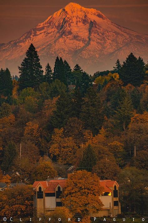 Pnw Fall, Landscape Reference, Mount Hood, Southern Oregon, Autumn Aesthetic, Autumn Trees, Pretty Places, Fall Vibes, Beautiful World