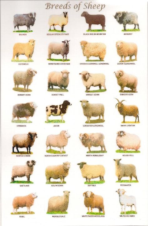 Sheep breeds in the United Kingdom - There are over 60 distinct breeds of sheep in the United Kingdom. Livestock Judging, Pig Breeds, Photo Animaliere, Sheep Breeds, Sheep Art, Cattle Farming, Animal Science, Sheep Farm, Sheep And Lamb