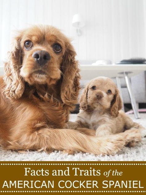 Buff Cocker Spaniel, American Cocker Spaniel Haircuts, American Cocker Spaniel Puppies, Cocker Spaniel Haircut, Cocker Spaniel Grooming, Cocker Spaniel Breeds, Forever Puppy, Black Cocker Spaniel, Spaniel Breeds