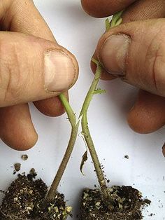 WOW! Tomato Grafting. AMAZING results in one season in half the space... I'm impressed. graphing cuts 1-2 Grafting Plants, نباتات منزلية, Garden Veggies, Veg Garden, Tomato Garden, Growing Tomatoes, Organic Seeds, Food Garden, Propagating Plants