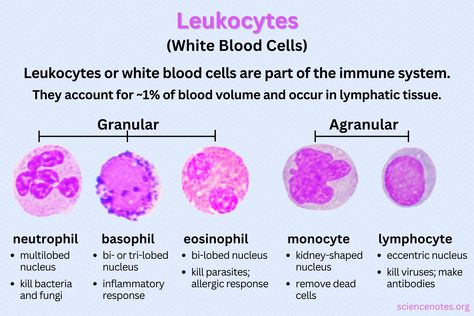 Learn about leukocytes or white blood cells. Discover the five main types and learn about their functions in the immune system. Blood Cells Diagram, Increase White Blood Cell Count, Paramedic Study, What Is Intelligence, Types Of Blood Cells, Cell Diagram, Laboratory Scientist, Learn Biology, Nurse Study