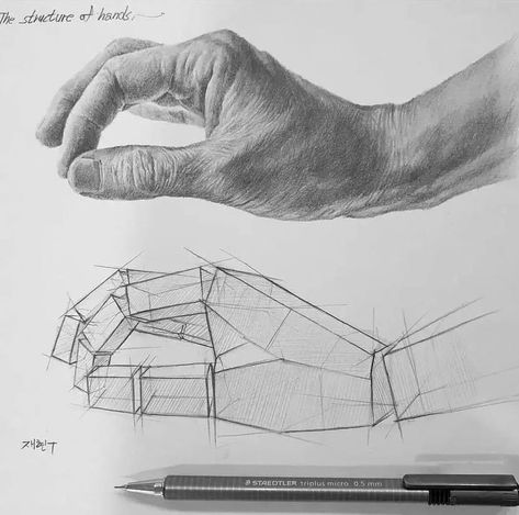 Realistic Hand Drawing, Structural Drawing, Human Anatomy Art, Anatomy Sketches, Perspective Art, Basic Drawing, 인물 드로잉, Anatomy Drawing, Hand Sketch