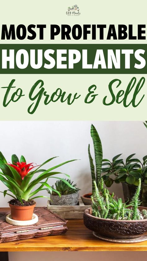 Most Profitable Houseplants to Grow & Sell Selling Plant Cuttings, At Home Plant Nursery, Selling Propagated Plants, Diy Plant Nursery, Most Profitable Plants To Grow, Selling Plants Online, Best Plants To Grow And Sell, Selling Plants On Etsy, Plants Business Ideas