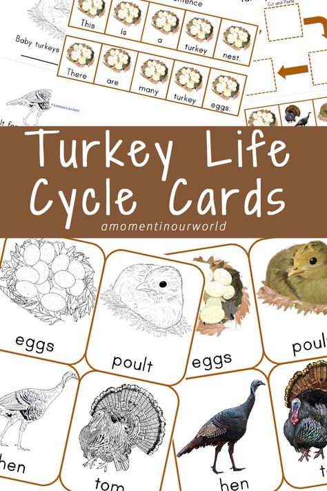 {FREE} Printable Wild Turkey Life Cycle Cards                                                                                                                                                                                 More Turkey Lesson Plans, Montessori Themes, Ish Activities, Farm Science, Bird Life Cycle, Life Cycles Preschool, November Preschool, Cranberry Thanksgiving, Toddler Curriculum