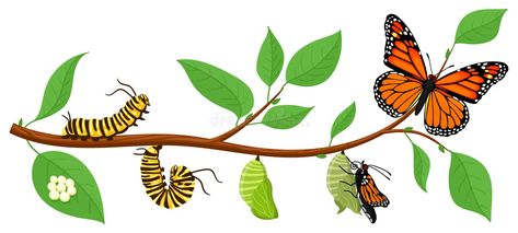 Cartoon Caterpillar, Caterpillar Insect, Butterfly Metamorphosis, Biology Projects, Animal Life Cycles, Butterfly Life Cycle, Butterfly Poster, Butterfly Clip Art, Shadow Photos