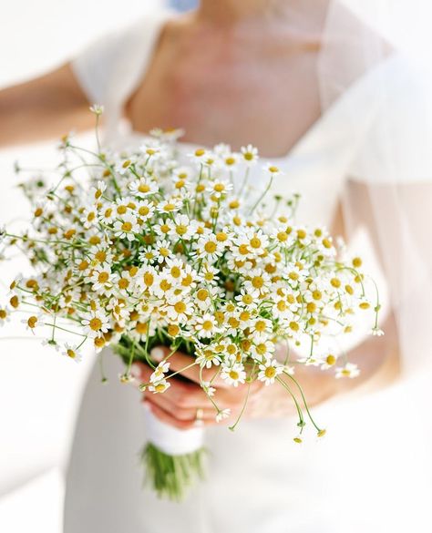 Daisy Bridal Bouquet Simple, Small Ranunculus Bouquet, Wedding Bouquets Cottagecore, Chamomile Bridesmaid Bouquet, Simple Daisy Bouquet, Small Colourful Wedding Bouquet, Feverfew Wedding Bouquet, Chamomile Flowers Wedding, Camomile Wedding Bouquet