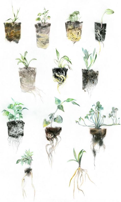 junyi wu Illustration Botanique, 인물 드로잉, Art Et Illustration, Plant Illustration, Botanical Drawings, Art And Illustration, Plant Art, Of Wallpaper, Botanical Illustration