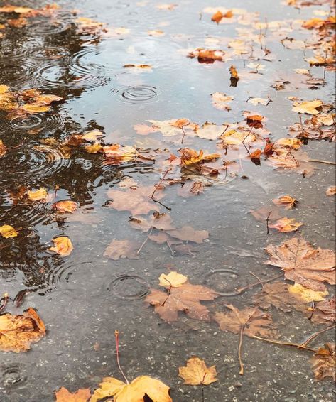 Fall Aesthetic Pictures, Herbst Bucket List, Fall Mood Board, Pumpkin Spice Season, Cozy Season, Fall Inspo, Season Of The Witch, Fall Feels, Seasons Of The Year