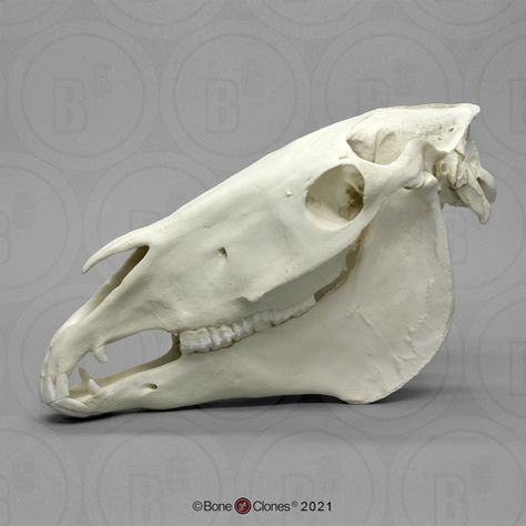 Skull Side View, Horse Bones, Horse Skeleton, Horse Skull, Skull Anatomy, Skull Reference, Animal Skeletons, Horse Anatomy, Draft Horse