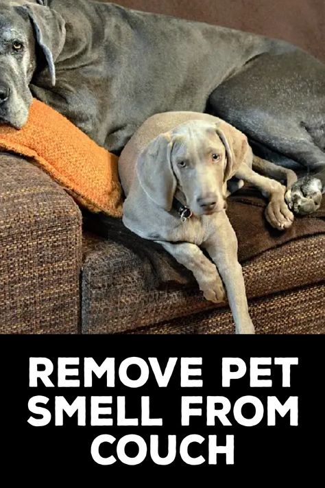 How to Remove Pet Smell From Couch How To Get Animal Pee Smell Out Of Couch, Remove Pet Odor From Couch, Couch Odor Remover, Remove Urine Smell From Couch, Couch Smell Remover, Get Dog Smell Out Of Couch, Remove Dog Smell From Couch, How To Clean And Deodorize Couch, Furniture Deodorizer Pet Odors