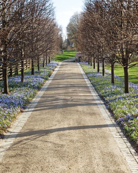 Tree Lined Driveway Country, Tree Line Driveway, Long Drive Way With Trees, Tulip Lined Driveway, Tree Lined Driveway Country Farms, Long Gravel Driveway, Tree Driveway, Driveway Inspiration, Gravel Driveway Landscaping