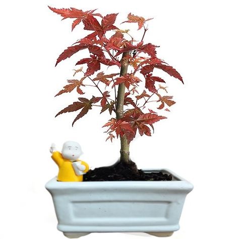 Are you dreaming of growing a Japanese maple bonsai at home? But are you also confused about how to plant a Japanese maple bonsai? Well, we got you covered, gardeners! Many bonsai gardeners have a soft spot in their hearts for Japanese maples, and why not? They are the ideal specimen tree with gorgeous summer […] Japanese Maple Bonsai Tree, Japanese Maple Tree Care, Bonsai Maple Tree, Japanese Maple Bonsai, Tree Types, Japanese Bonsai Tree, Maple Bonsai, Bonsai Tree Types, Bonsai Care