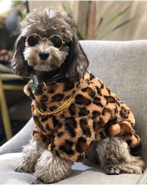 New! Dog Leopard Print Jacket Pet Coat Clothes Puppy Cat Stylish LG fits S-M + Bonus was just added to eBay. Check it out! #eBay #eBaySeller https://ebay.us/ApoYVH Puppy Winter, Puppy Jacket, Winter Puppy, Dog Winter Coat, Leopard Jacket, Leopard Print Jacket, Small Puppies, Dog Jacket, Winter Dog