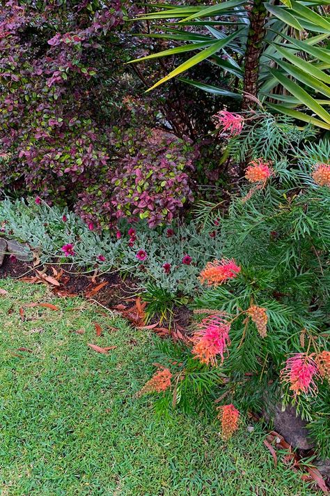 Grevilleas: How to grow and care for them | Better Homes and Gardens Grevillia Foliage, Grevillea Garden, Front Garden Entrance, Australian Garden Design, Backyard Walkway, Australian Native Garden, Daisy Chains, Front Garden Landscape, Australian Plants