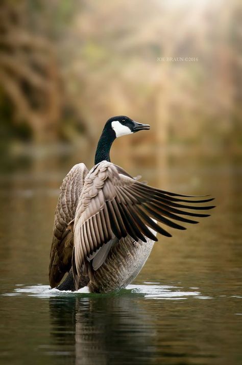 Canadian Goose Facts About Ducks, Geese Photography, Aesthetic Bird, Whitetail Deer Pictures, Canadian Animals, Duck Photo, Photo Animaliere, Canadian Wildlife, Amazing Birds