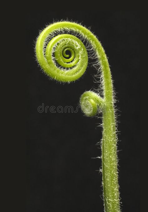 Fiddle head fern. Isolated on black background , #AD, #fern, #head, #Fiddle, #background, #black #ad Fiddle Head Fern, Background Black, Wallpaper Design, Design Display, Design Background, Display Ideas, Dining Rooms, Fern, Black Background