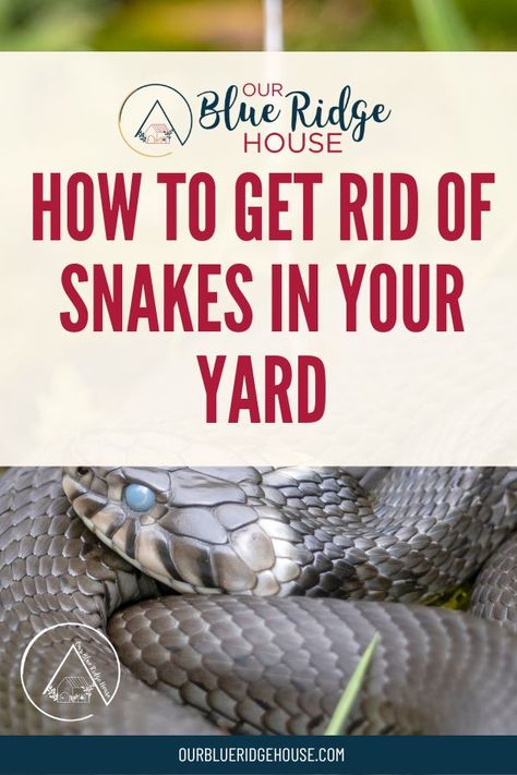 Getting Rid Of Snakes In Yard, Snake Repellant Plants, Snake Repellant, Blue Ridge, Snakes, Doors, Yard, Valentines, Signs