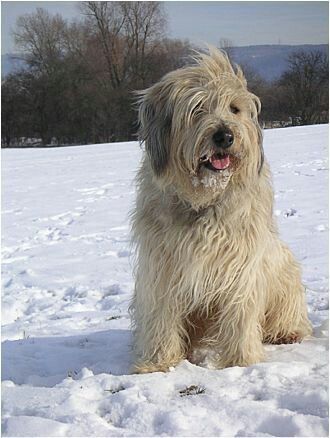 Catalan Sheepdog, Tibet Terrier, Scruffy Dogs, Shaggy Dog, Unique Dog Breeds, Rare Dog Breeds, Tibetan Terrier, Bearded Collie, Pet Breeds