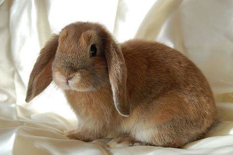 adorable lop eared bunny Mini Lop Bunnies, Mini Lop Rabbit, Lop Eared Bunny, Pet Rabbit Care, Floppy Eared Bunny, Rabbit Life, Rabbit Breeds, Brown Bunny, Mini Lop