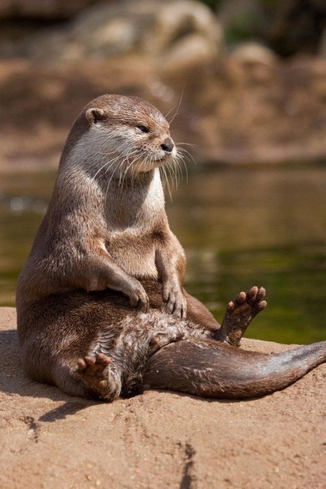 19 Adorable Otters You Really Otter Take A Look At | Cuteness Elephant Shrew, Regnul Animal, Otters Cute, Otter Love, River Otter, Theatrical Makeup, Sea Otter, Animal Tattoos, Animal Photo