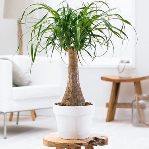 The Ponytail Palm: Easy house plants guide! The ponytail palm is a super fun, cute, and popular houseplant that is easy to care for and had a very unique look to it… which is probably why it is one of my favorite plants! In warmer climates… Indore Plants, Beaucarnea Recurvata, Green Houseplants, Indoor Plant Gifts, Ponytail Palm, Deco House, Bottle Tree, Palm Plant, Plant Supplies