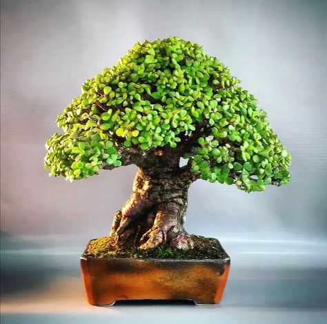 How to Shape a Jade Bonsai Tree? Jade Plant Bonsai, Growing Bonsai, Jade Plant Care, Jade Bonsai, Jade Tree, Plant Care Guide, Bonsai Care, Outdoors Indoors, Mame Bonsai