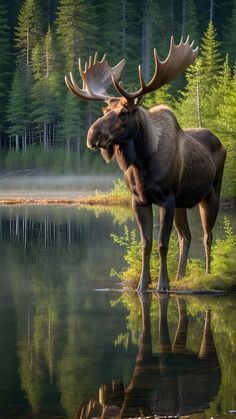 Moose Images, Moose Pics, Nature Photography Animals, Holy Spirit Tattoo, Moose Pictures, Animal Photography Wildlife, Wild Animal Wallpaper, Spirit Tattoo, Wild Animals Photography