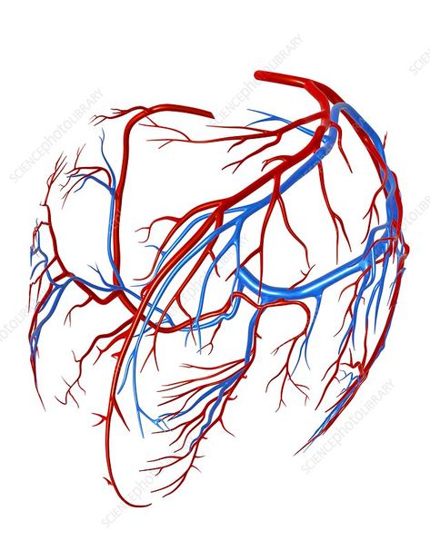 Computer artwork of the coronary vessels of the heart, showing he coronary arteries (red) and veins (blue). Veins Anatomy Drawing, Veins Illustration, Heart Veins, Anatomy Education, Blue Veins, Body Pattern, Red Veins, Blue Desk, Blue Tattoo